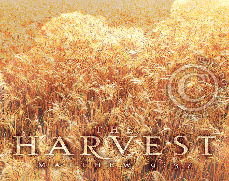 The Harvest - triptych - premium canvases