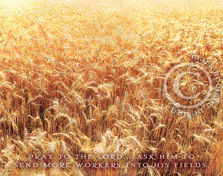 The Harvest - triptych - premium canvases
