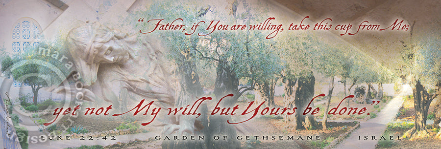 Not My Will pano