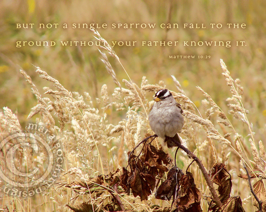 Single Sparrow - frameable print